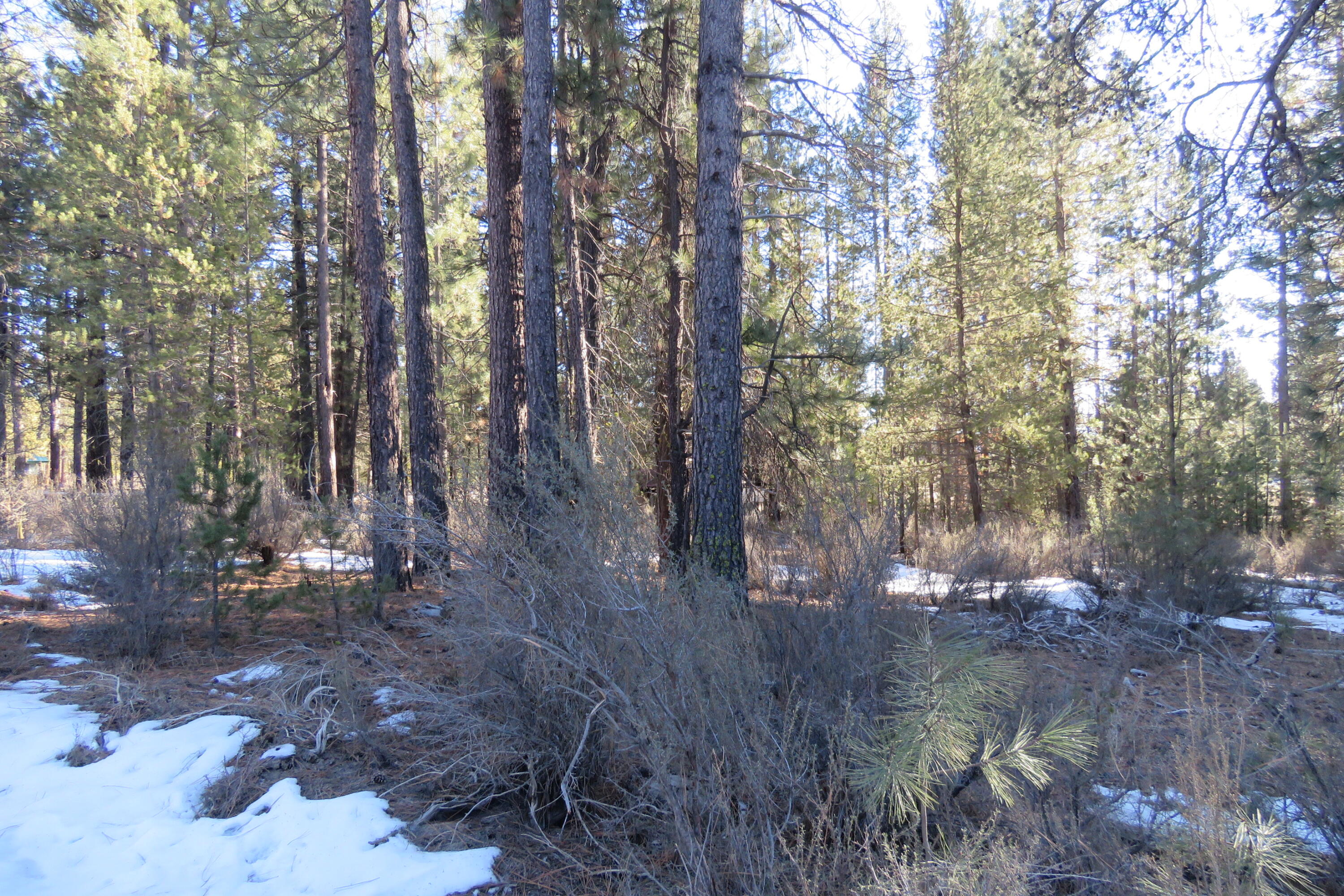 Woodland Park - Land