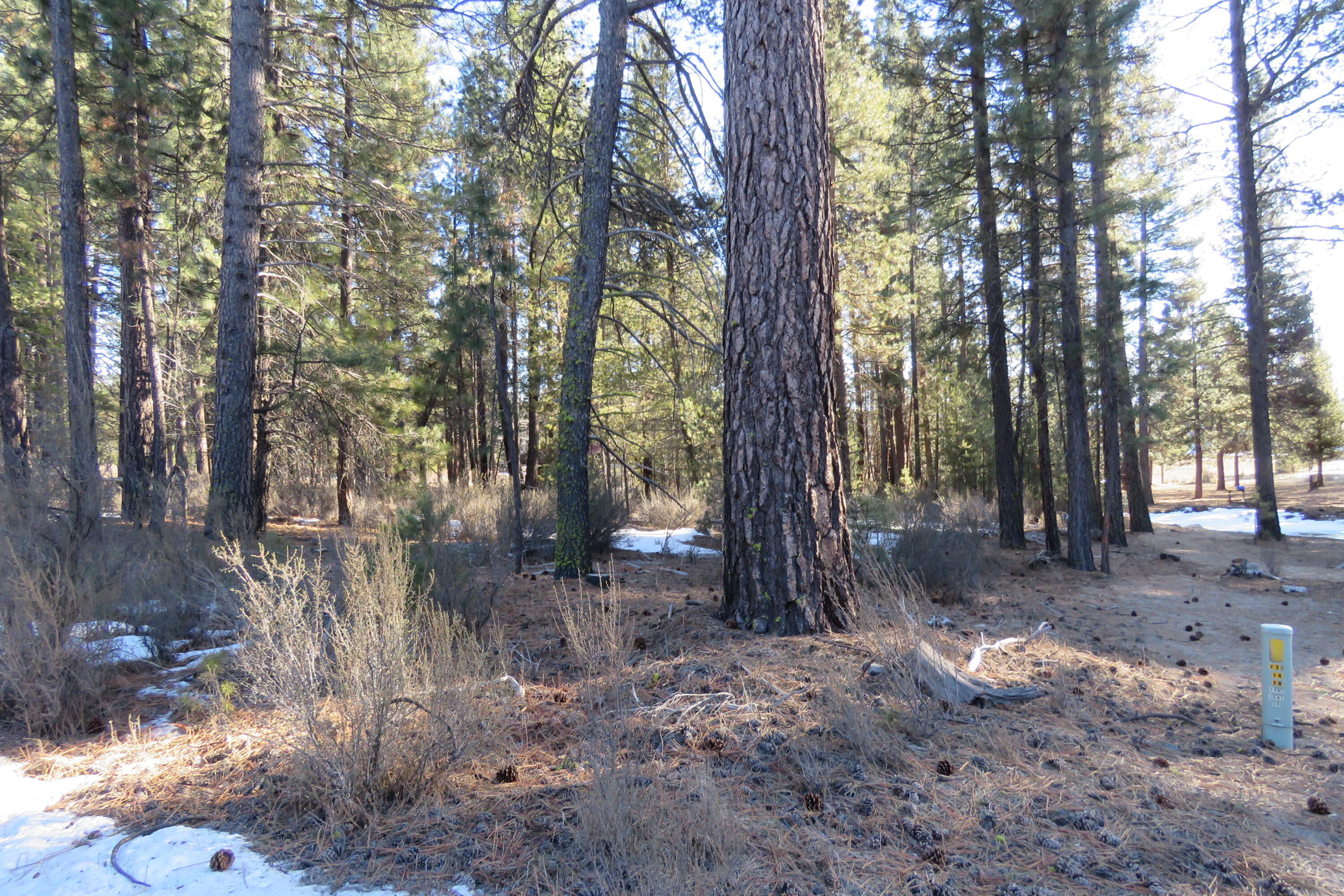 Woodland Park - Land