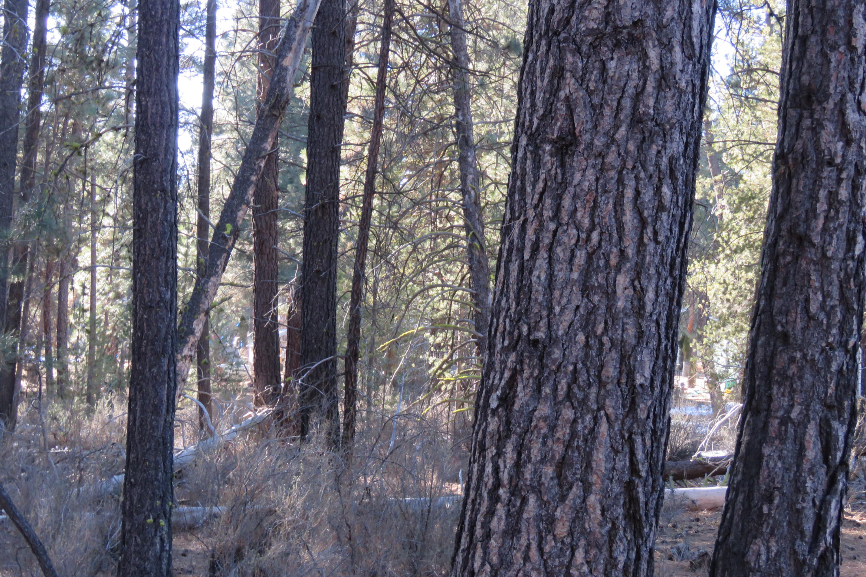 Woodland Park - Land