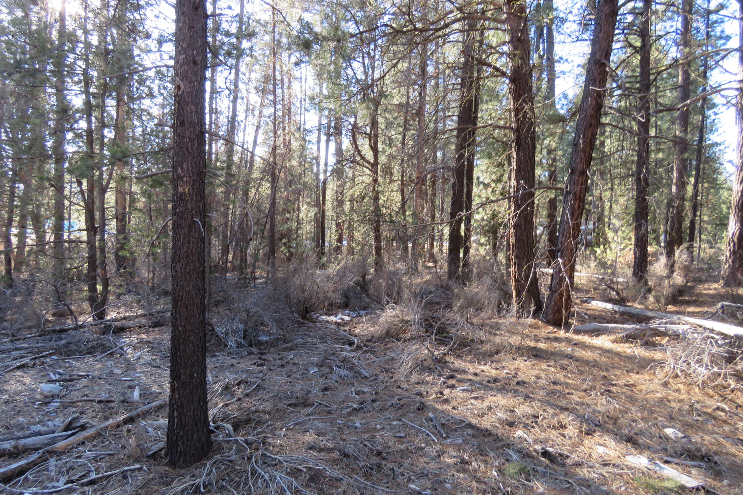 Woodland Park - Land