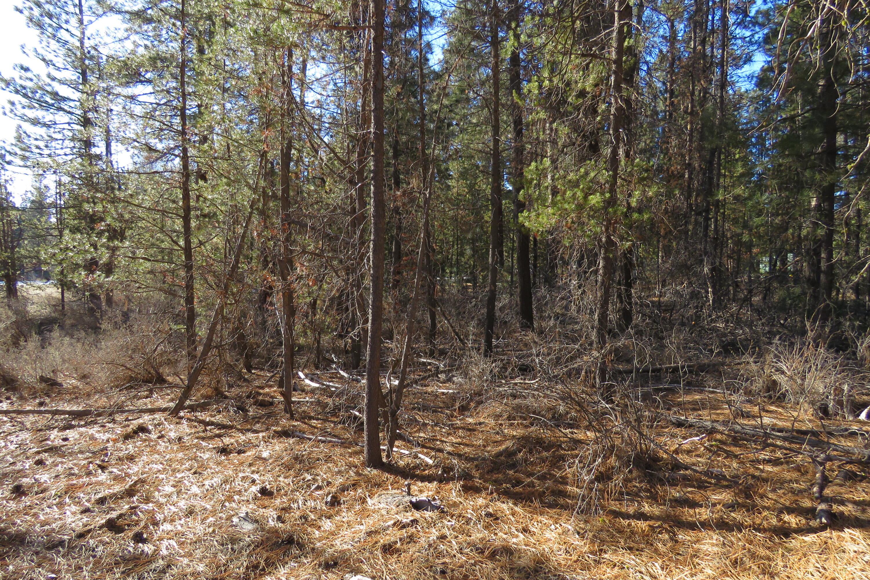 Woodland Park - Land