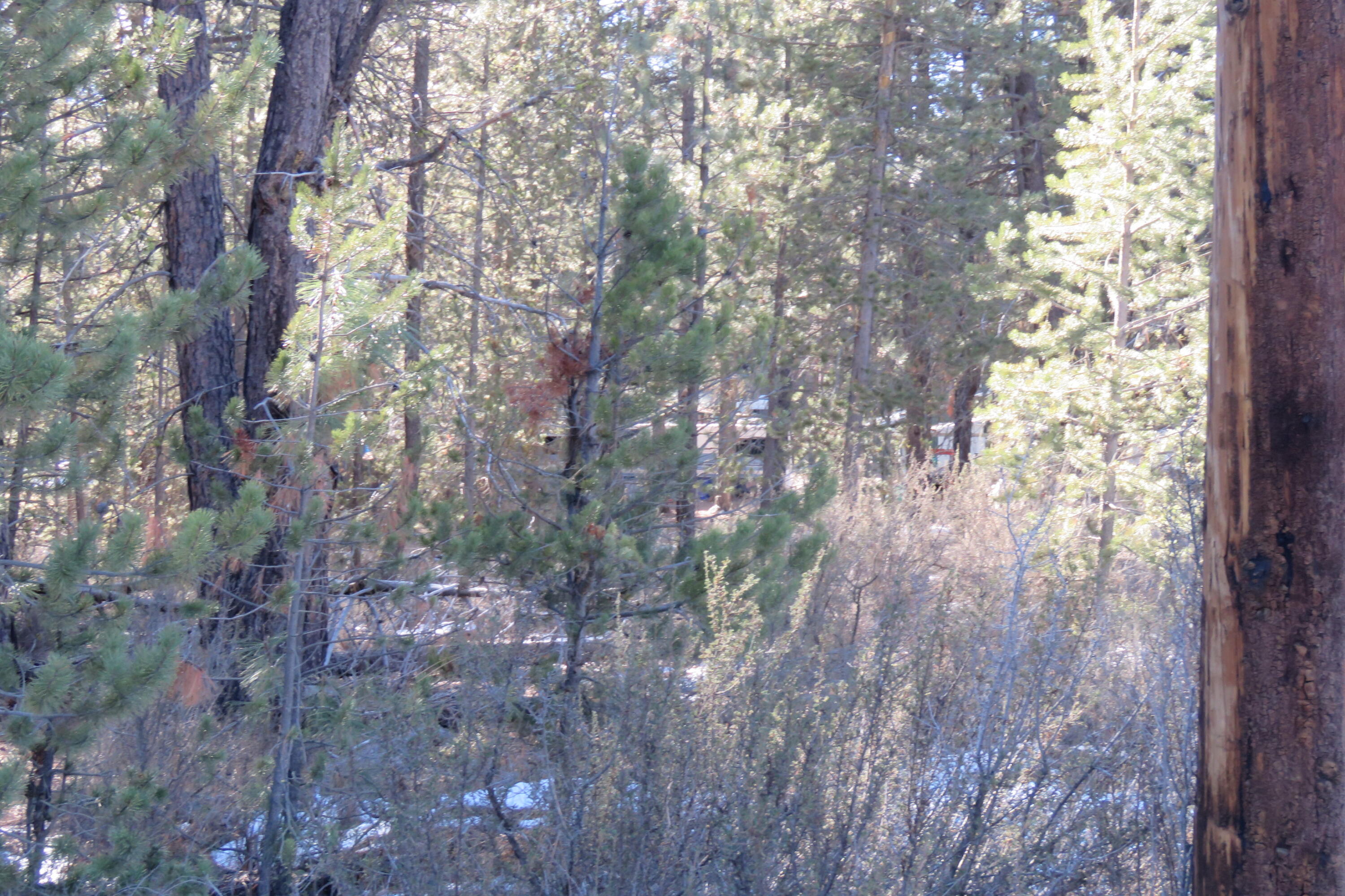 Woodland Park - Land