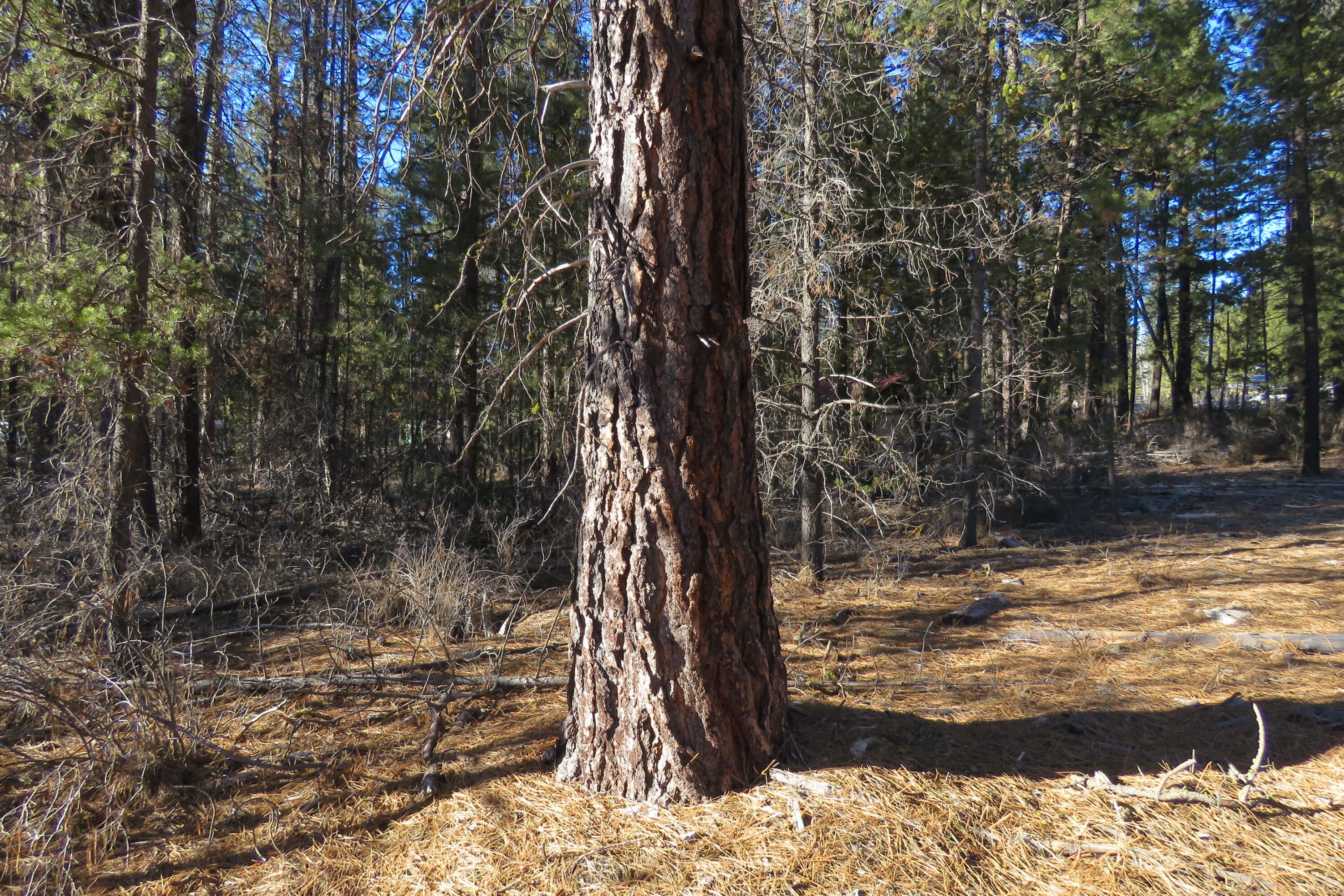 Woodland Park - Land