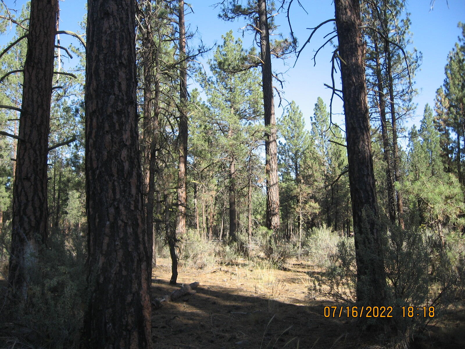 Klamath Forest Estates - Land