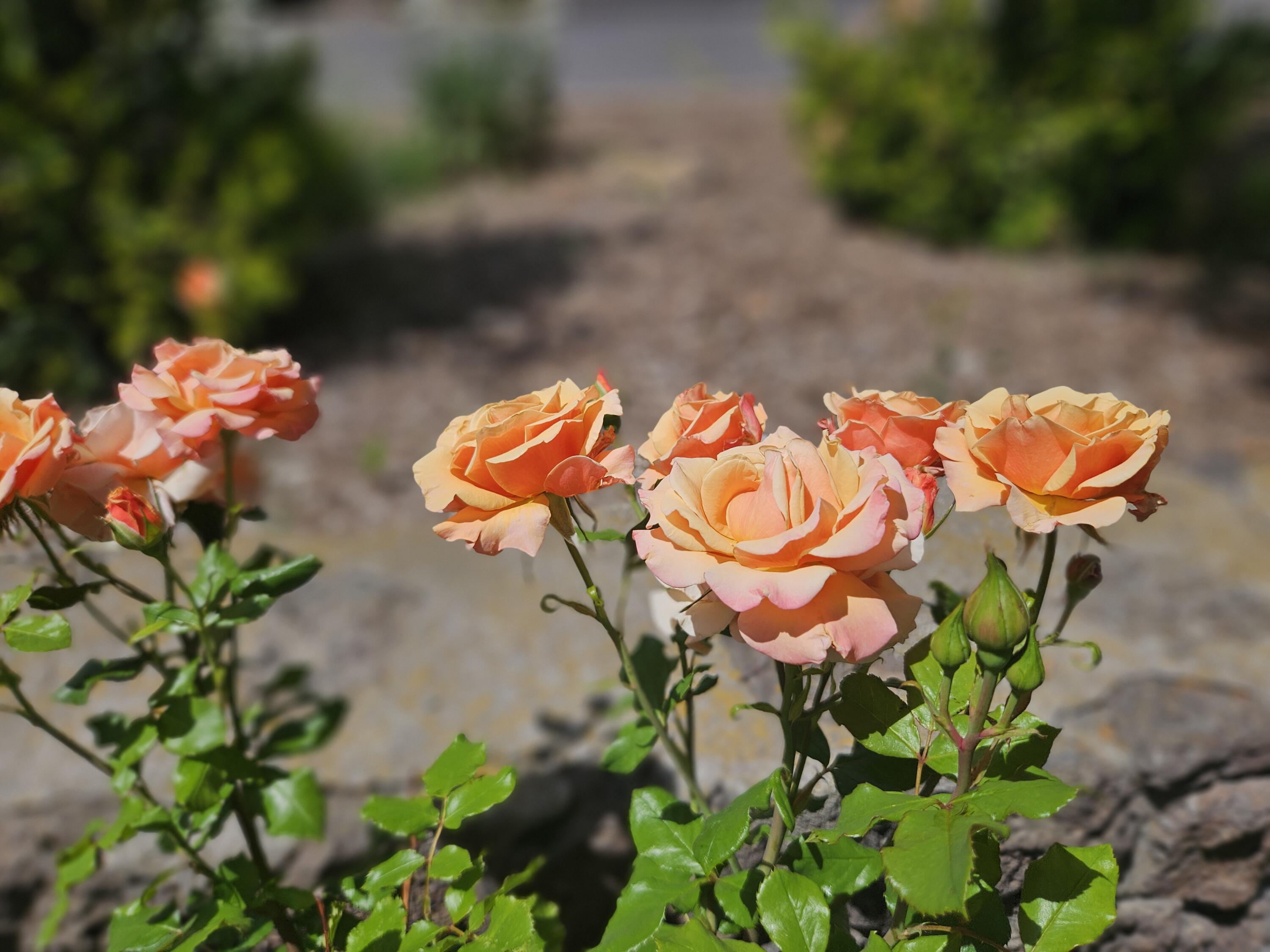Klamath Falls -Hillside Addition - Residential