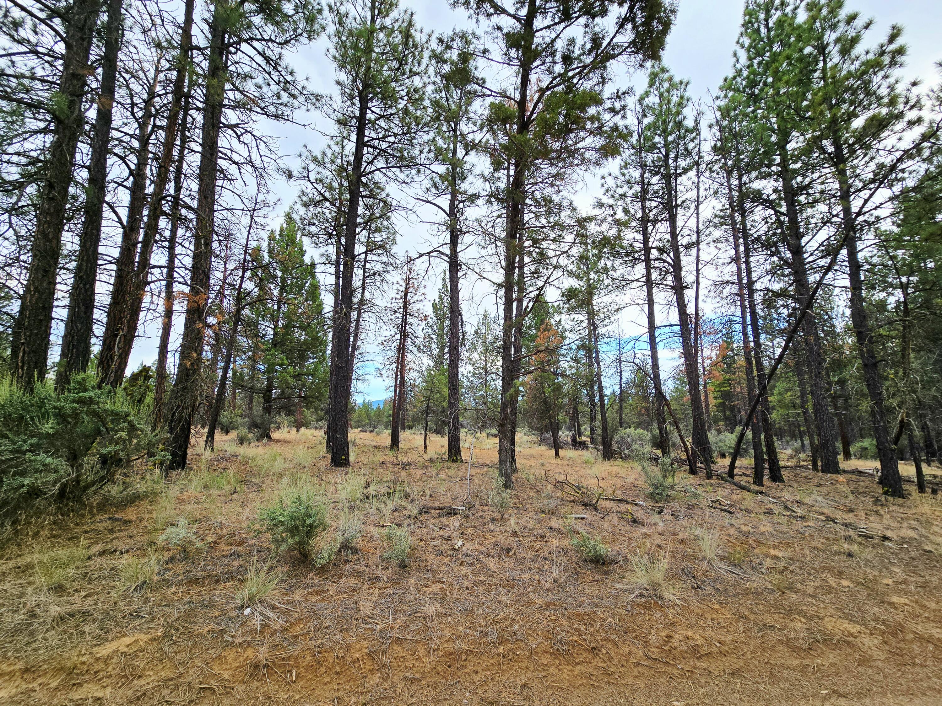 Klamath Forest Estates -First Addition - Land