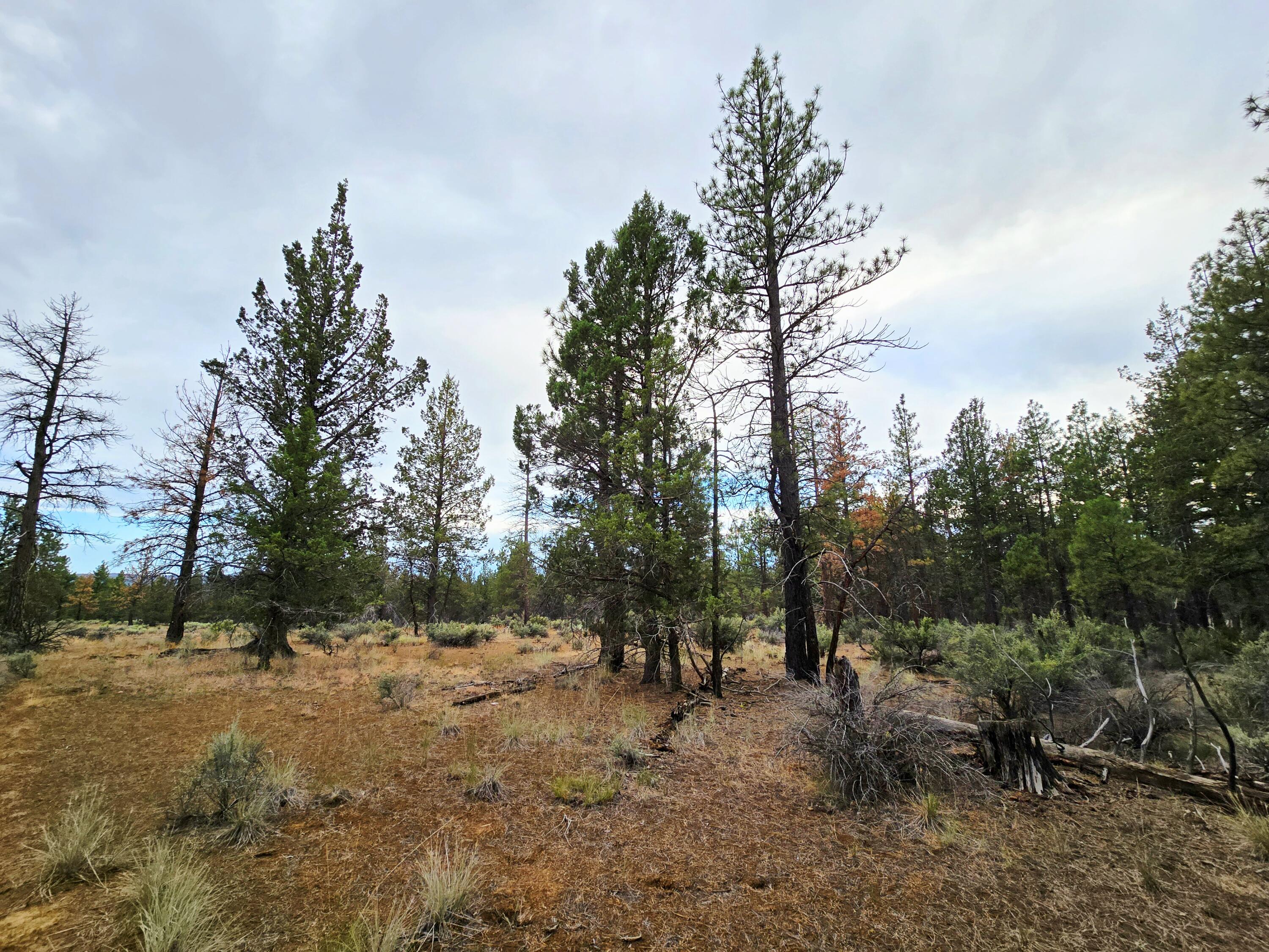 Klamath Forest Estates -First Addition - Land