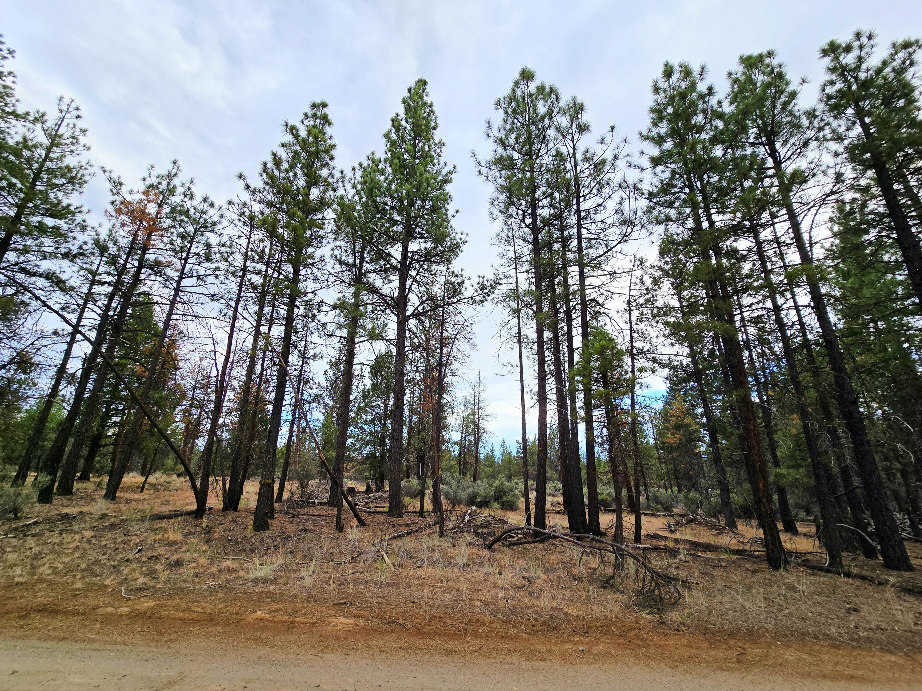 Klamath Forest Estates -First Addition - Land