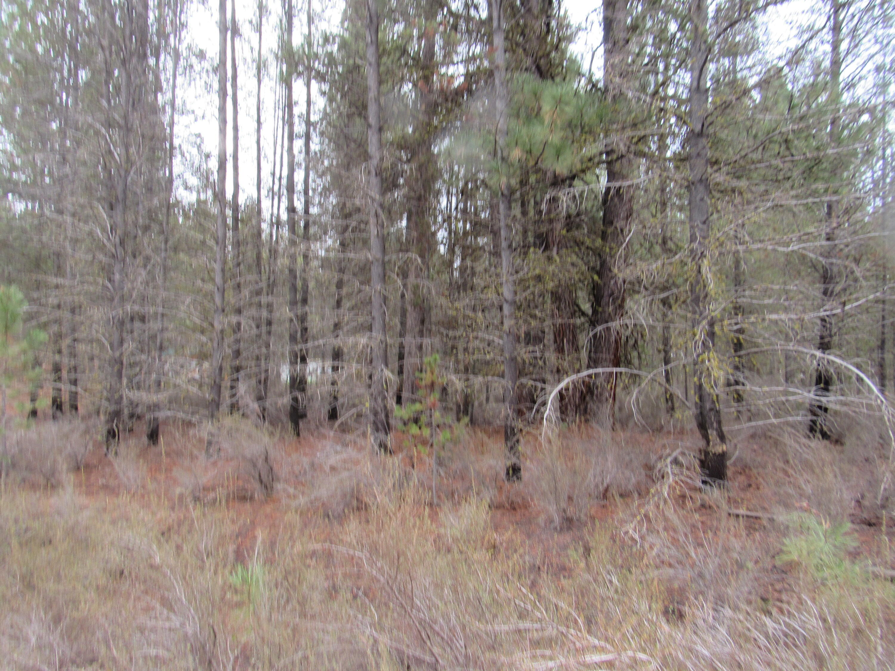 Sprague River Pines - Land