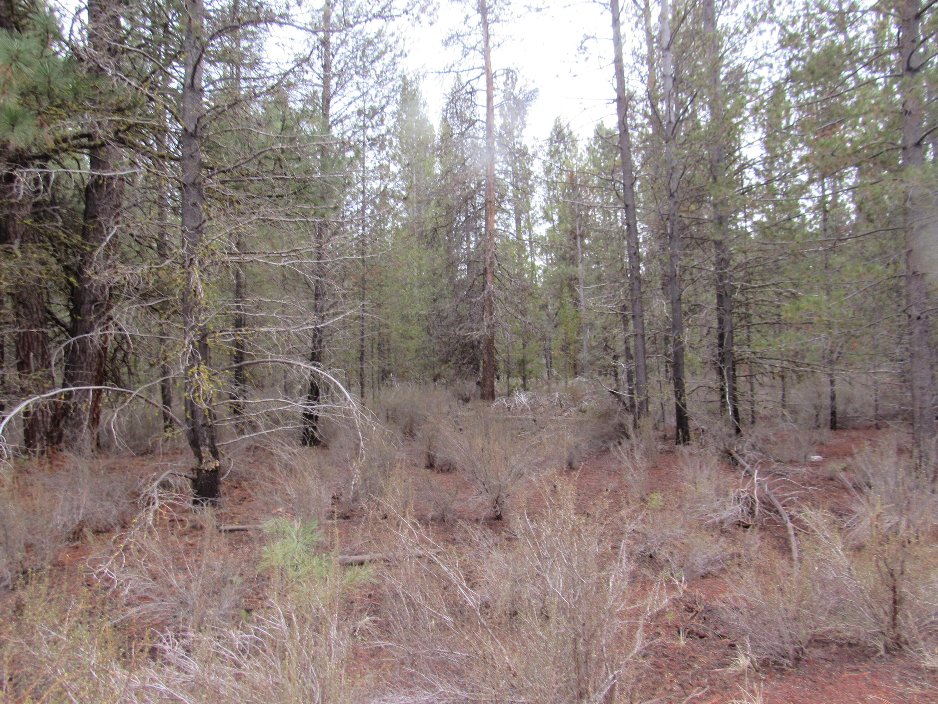 Sprague River Pines - Land
