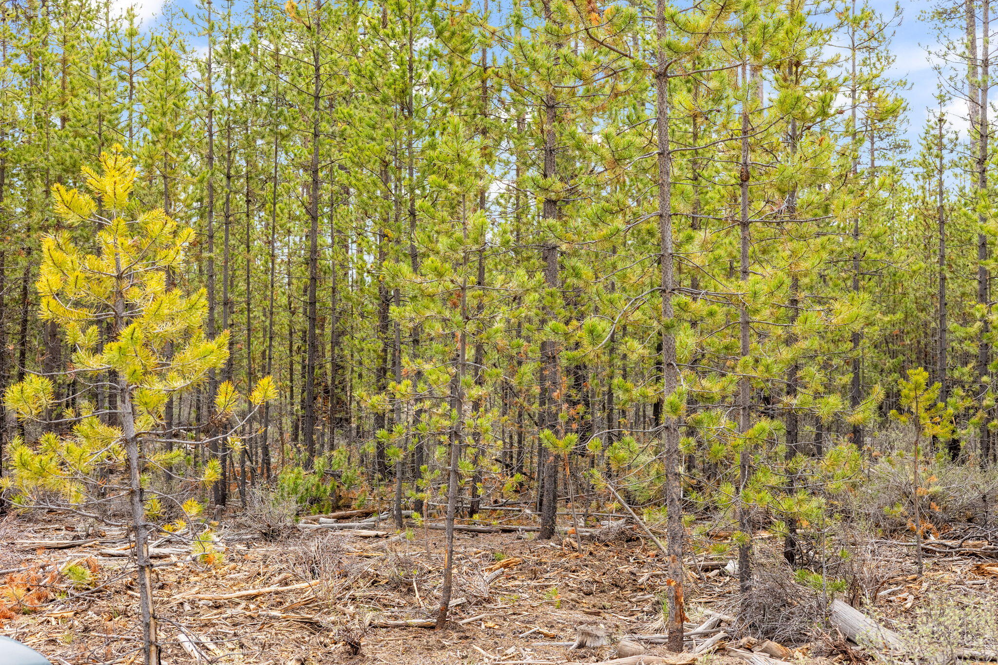 Wagon Trail Acreages - Land