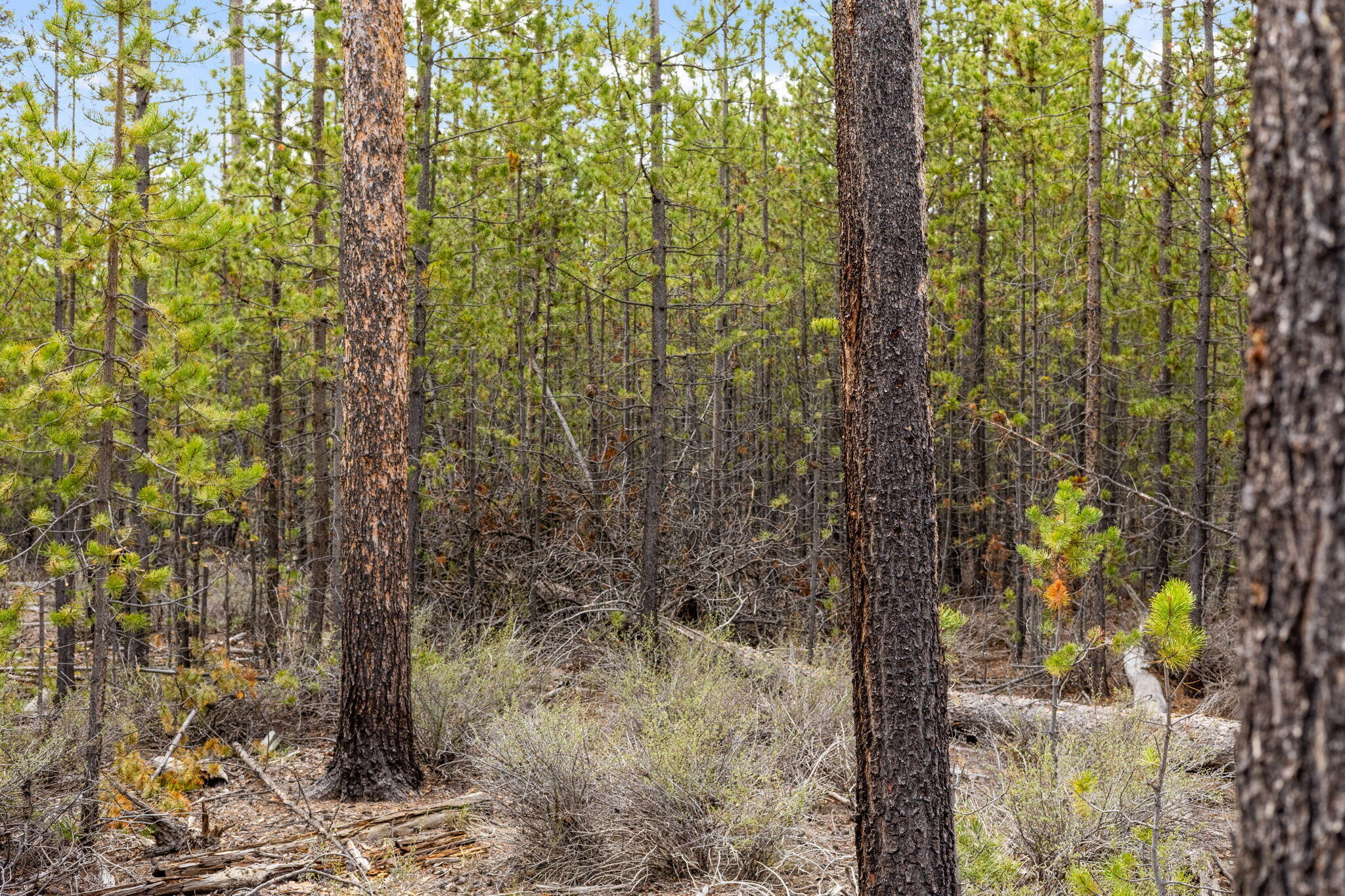 Wagon Trail Acreages - Land