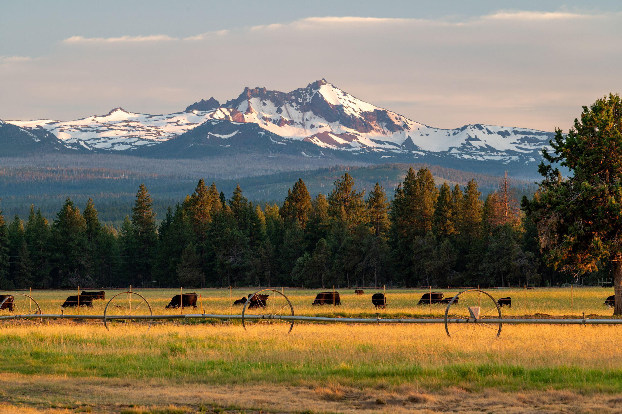 Pine Meadow Vill - Land