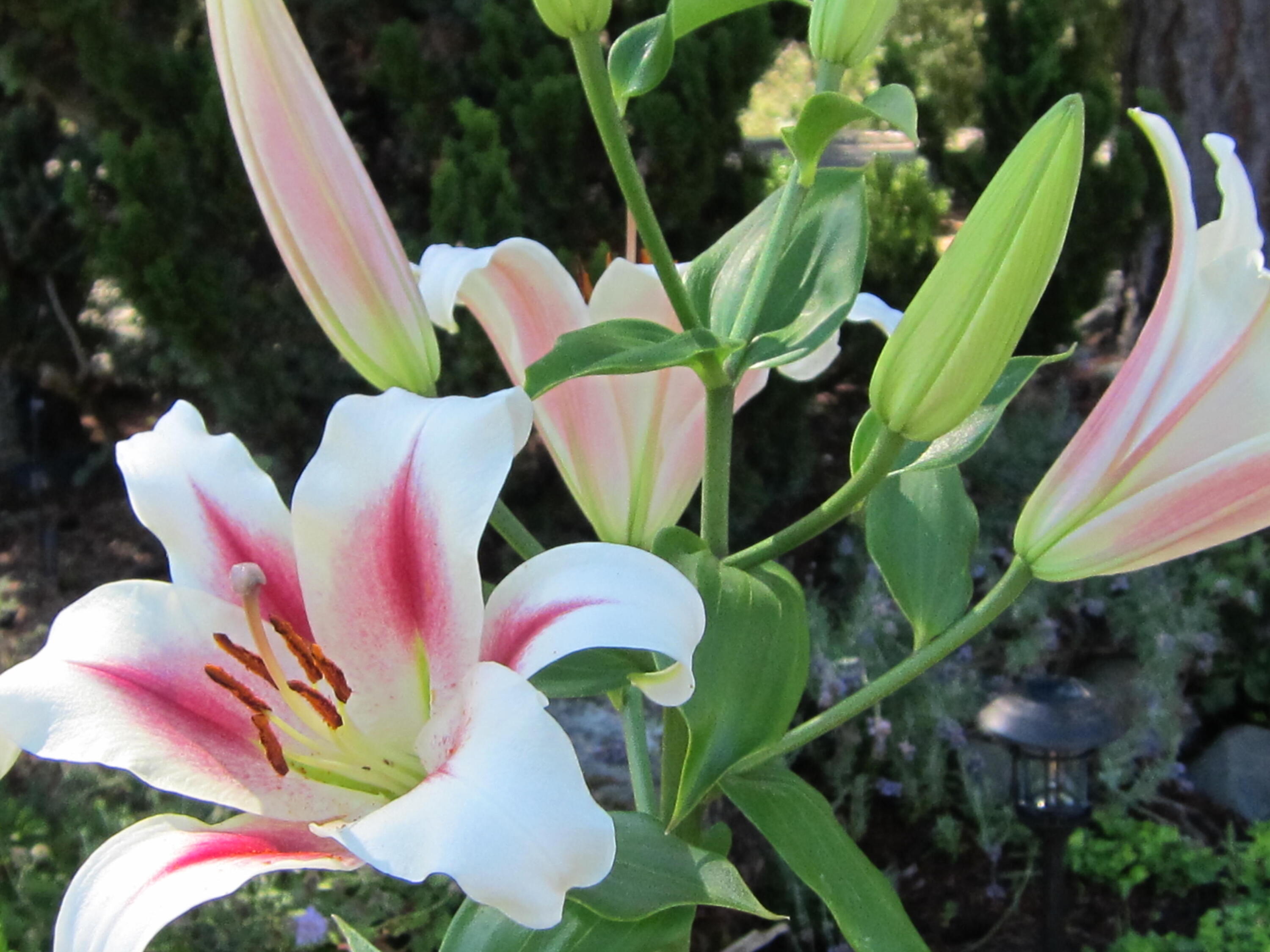 View West Subdivision - Residential