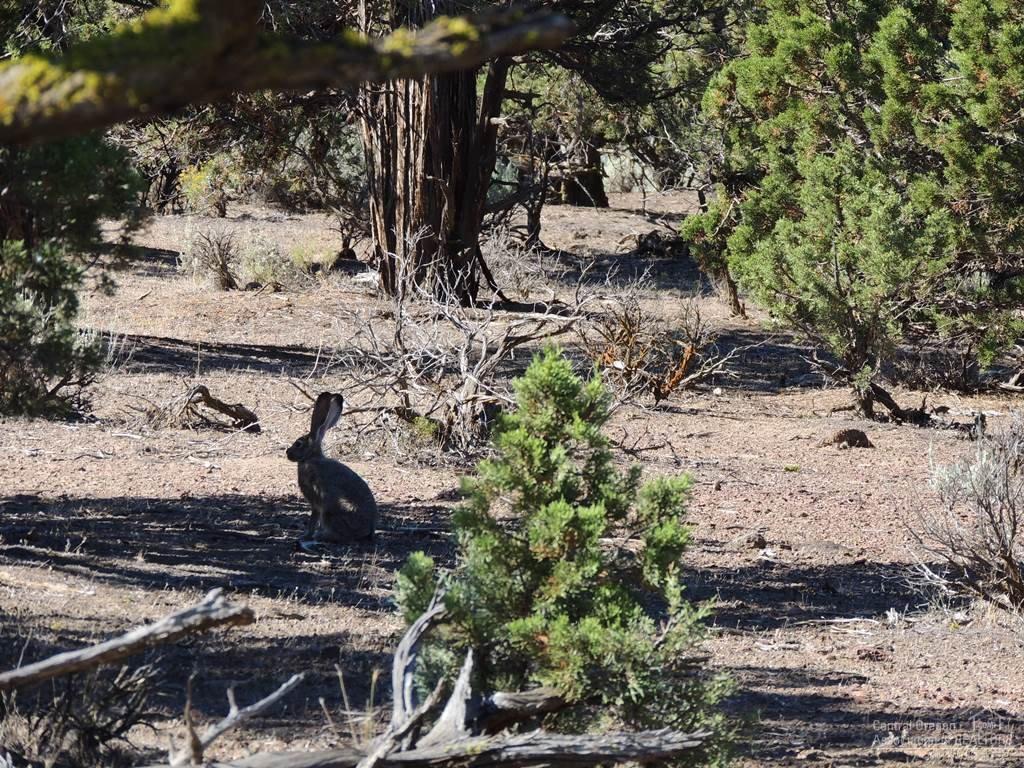 Brasada Ranch - Land