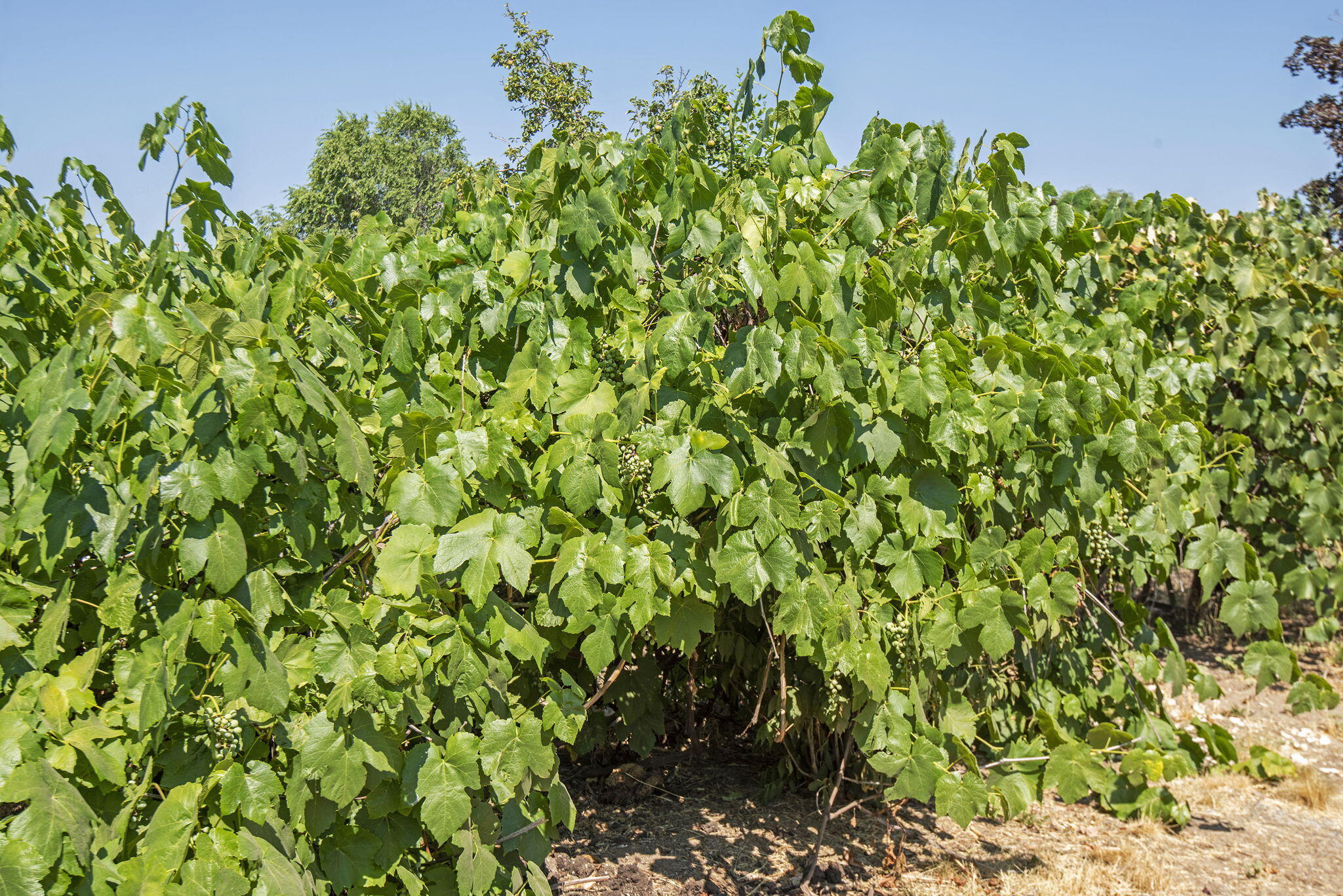 North Rim - Residential