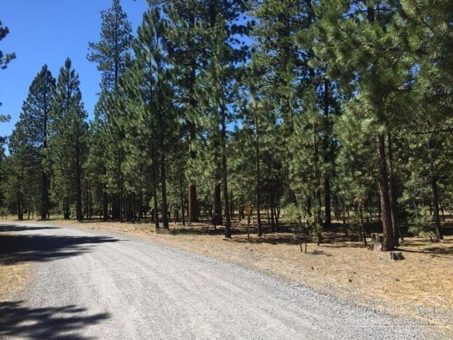 Ponderosa Pines - Land