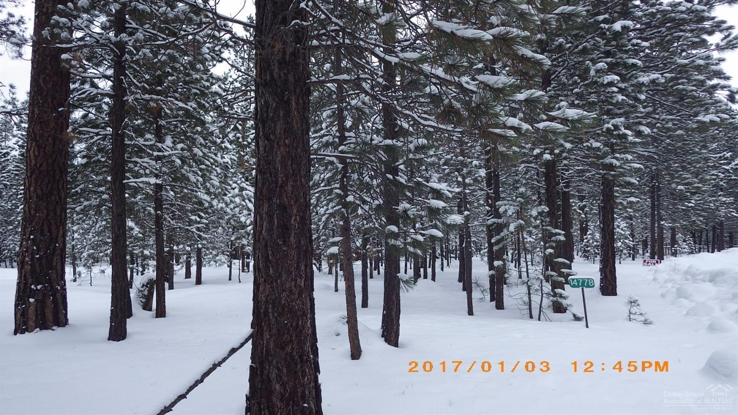 Ponderosa Pines - Land