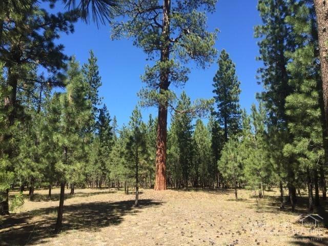 Ponderosa Pines - Land
