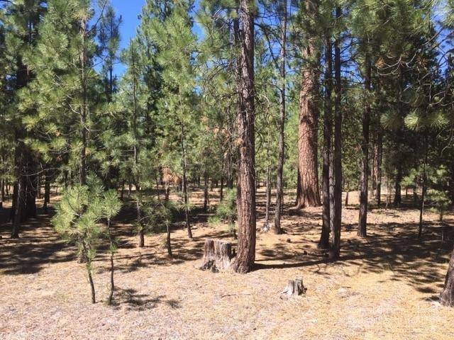 Ponderosa Pines - Land