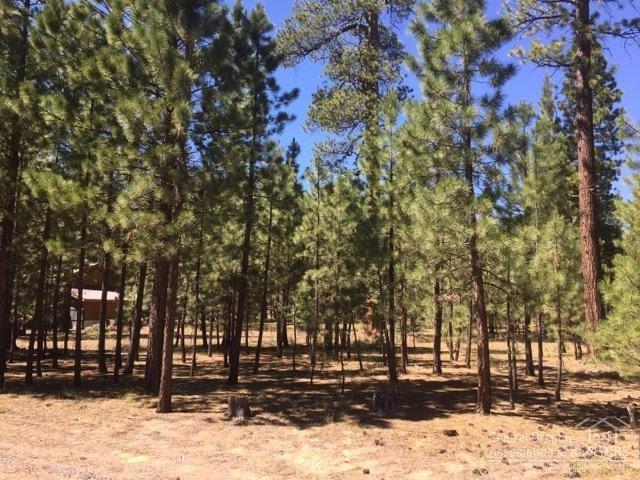 Ponderosa Pines - Land