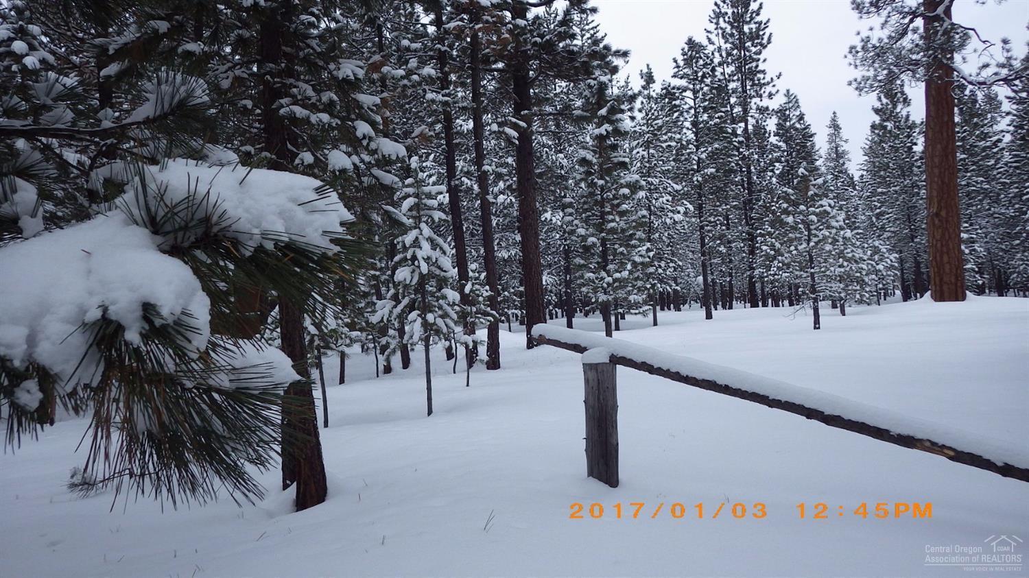 Ponderosa Pines - Land