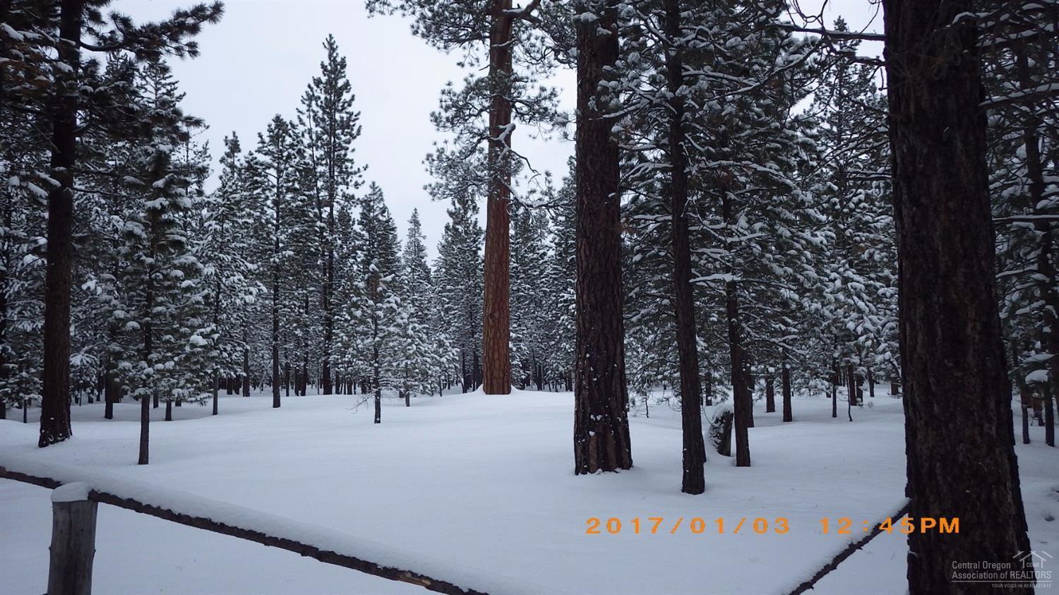 Ponderosa Pines - Land