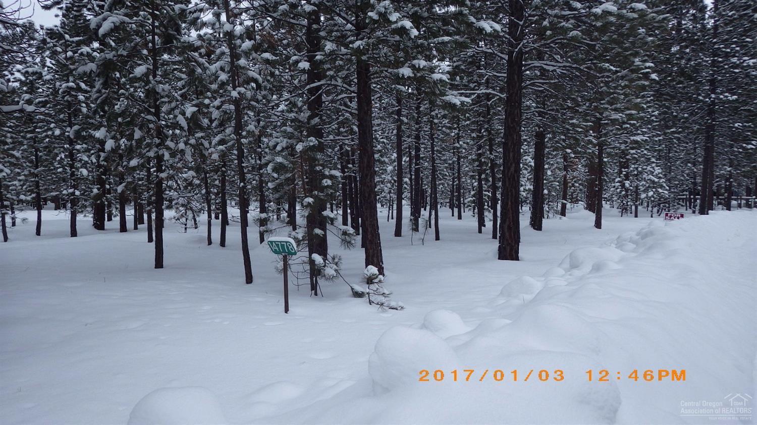 Ponderosa Pines - Land