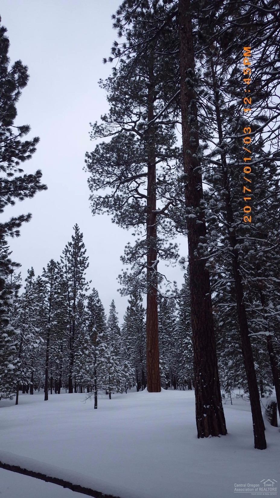 Ponderosa Pines - Land