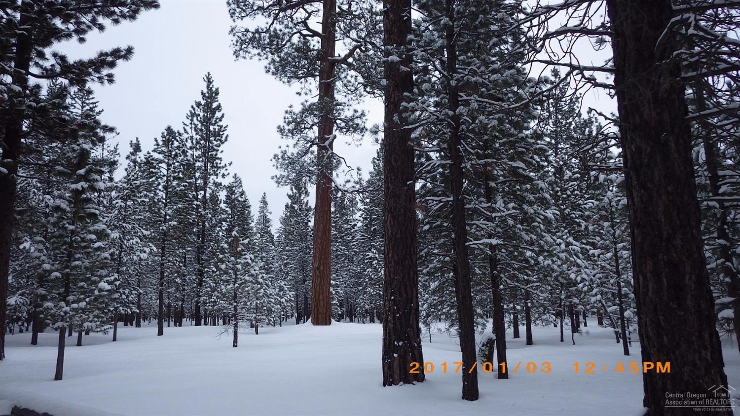 Ponderosa Pines - Land