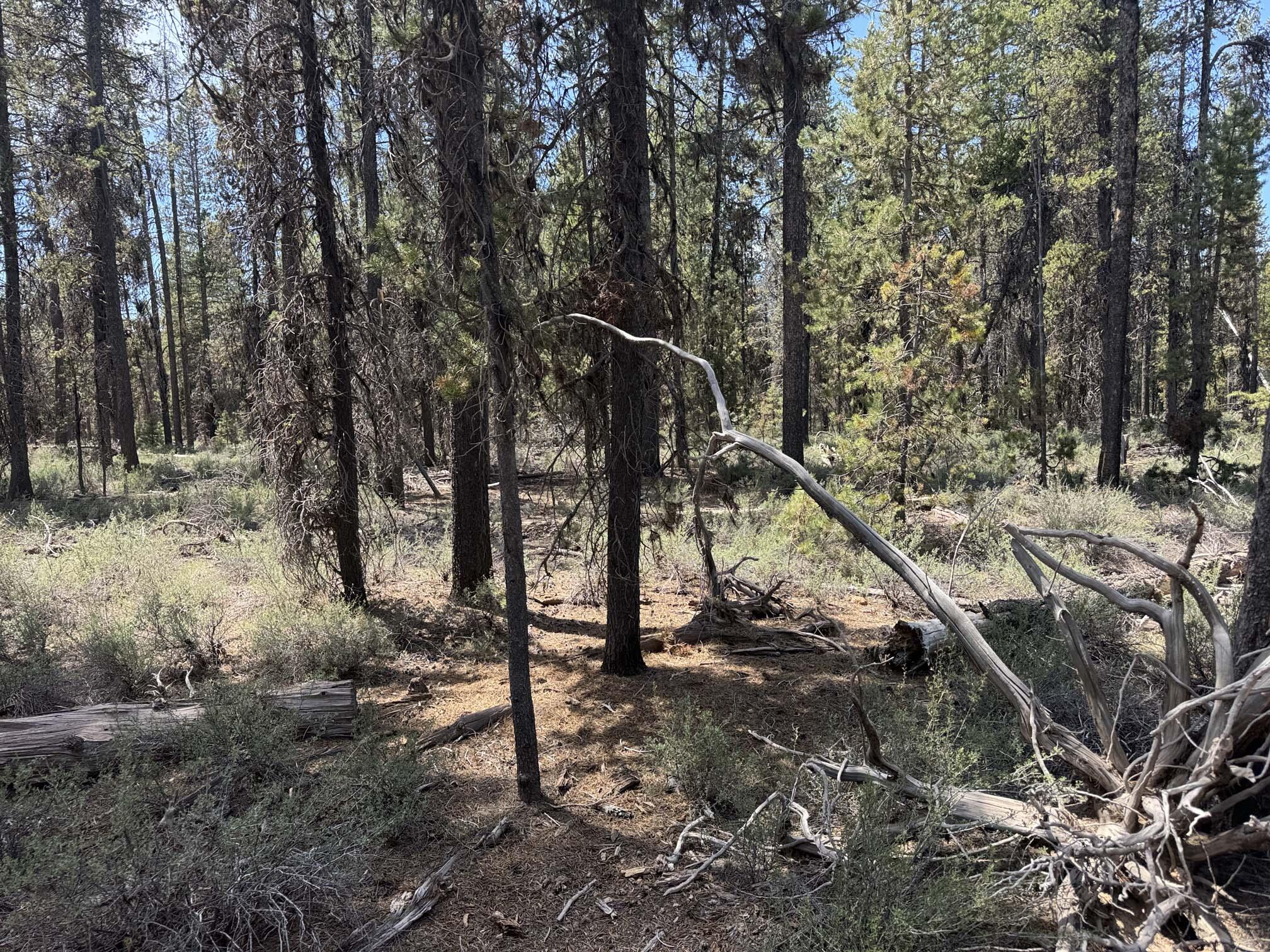 Bear Flat Road 3200