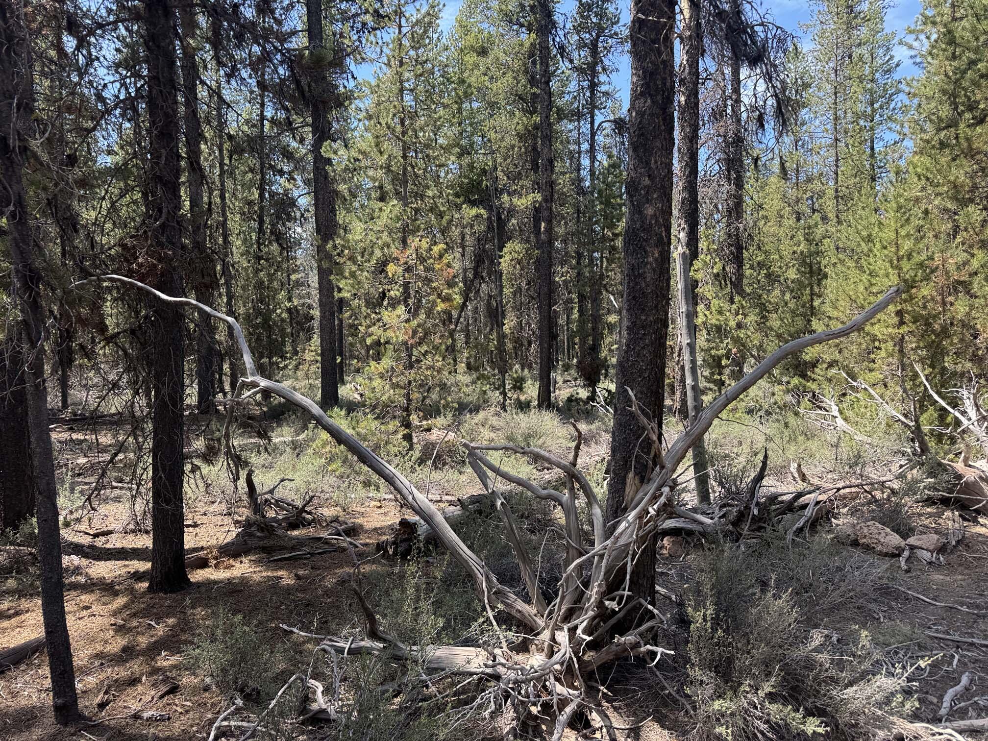Bear Flat Road 3200