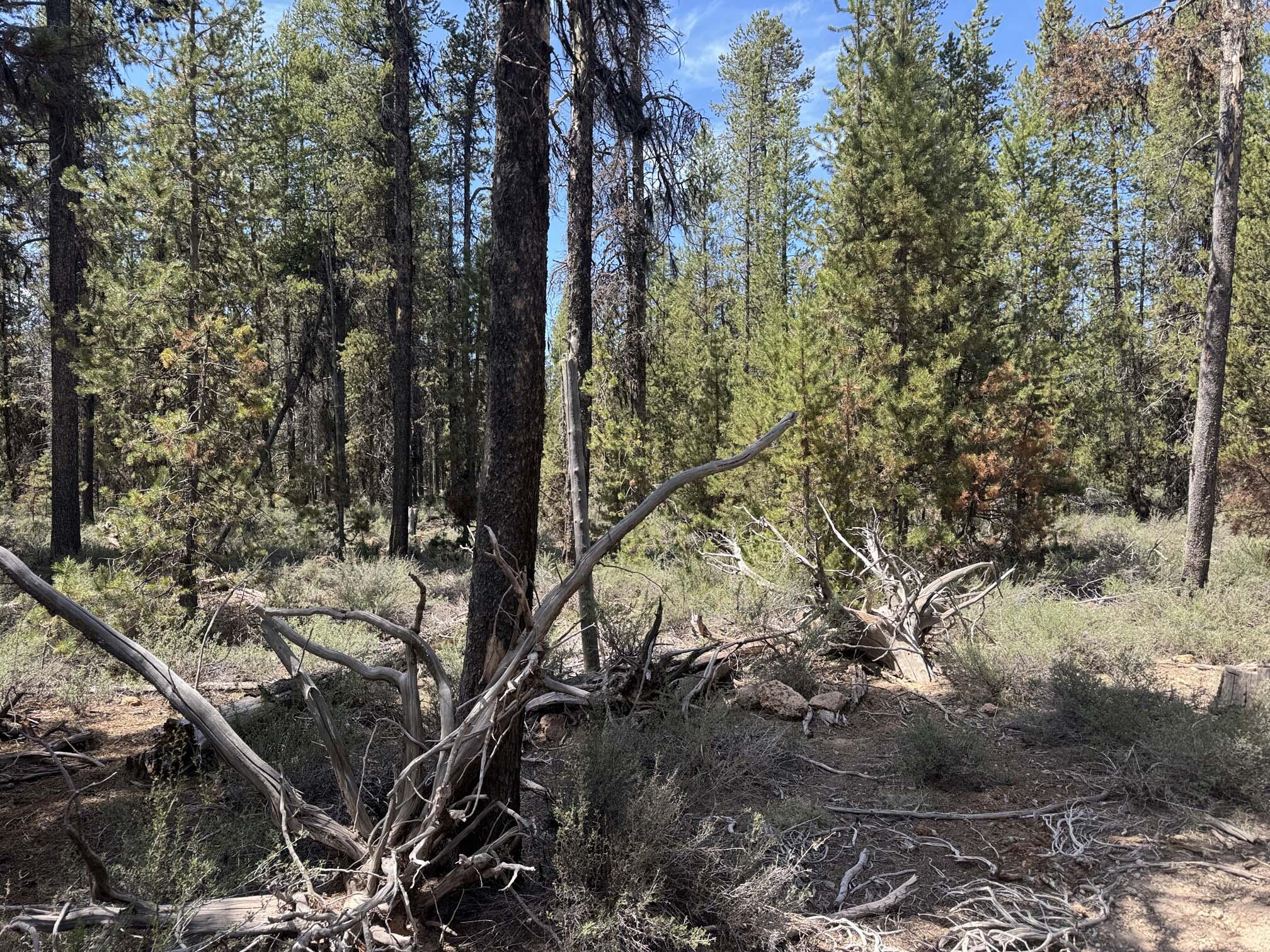 Bear Flat Road 3200