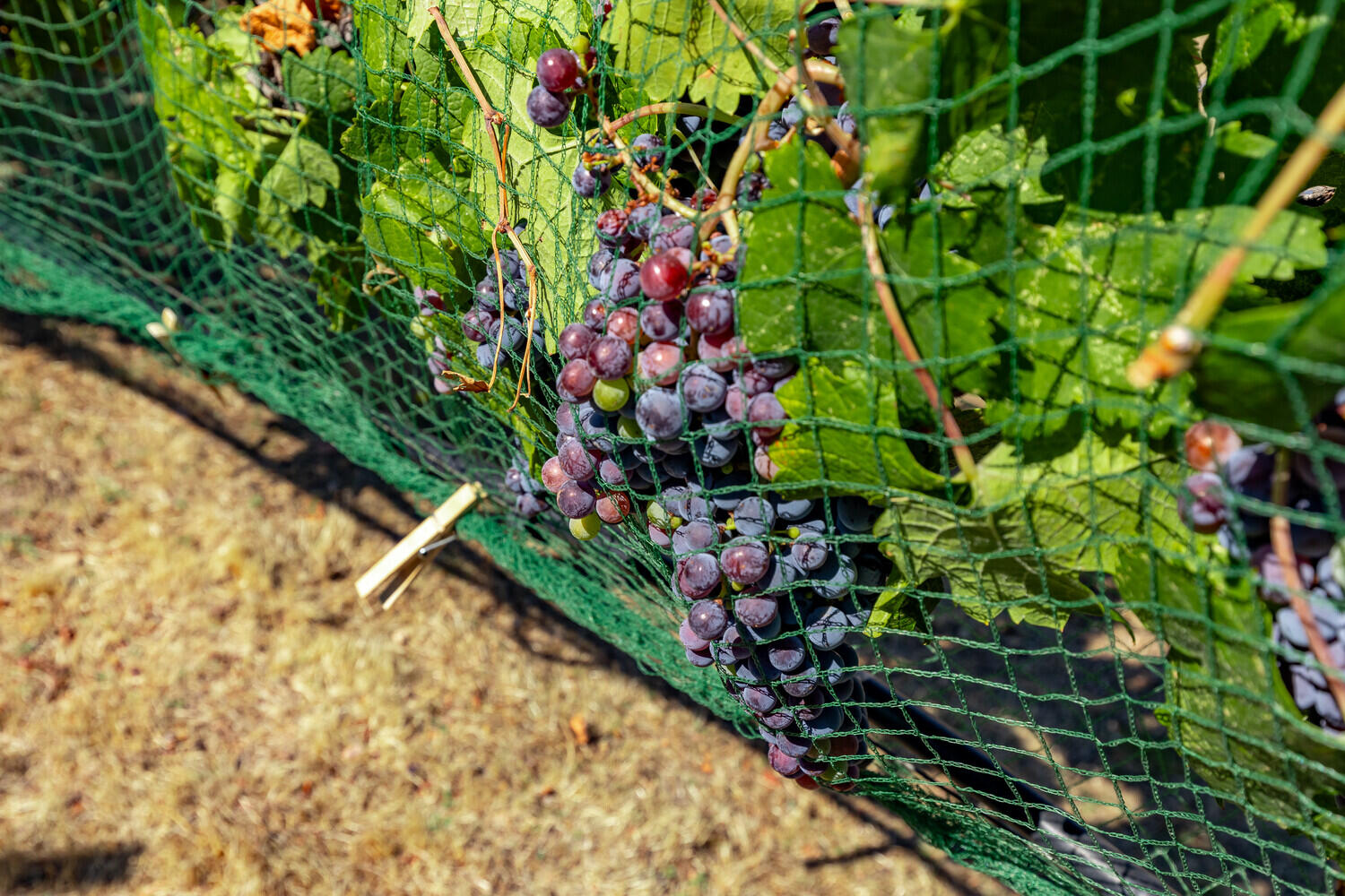 Sunny Oaks Subdivision - Residential