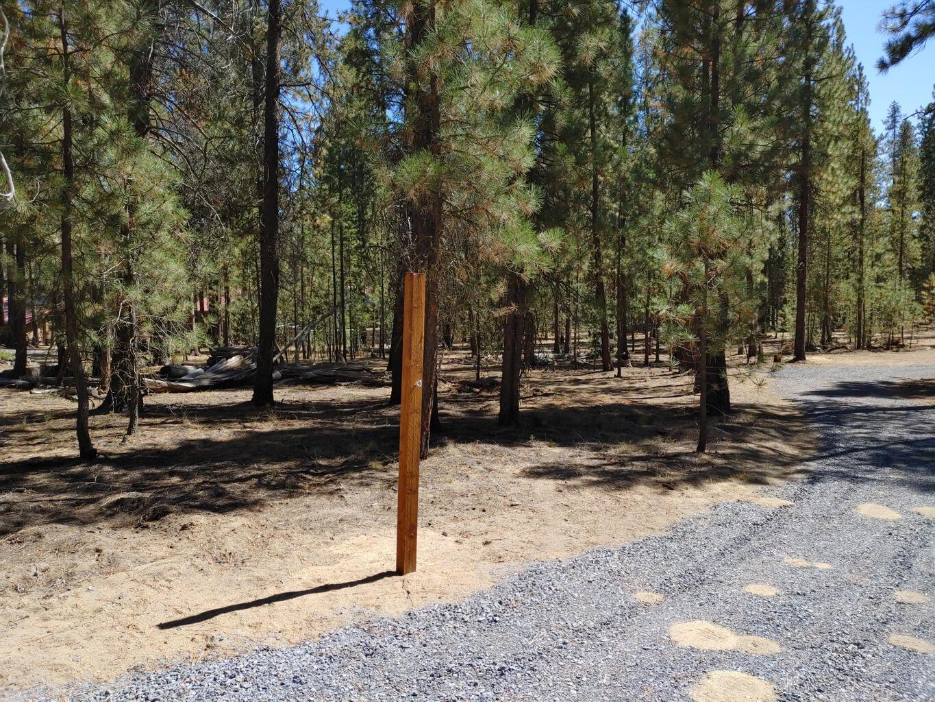 Ponderosa Pines - Land