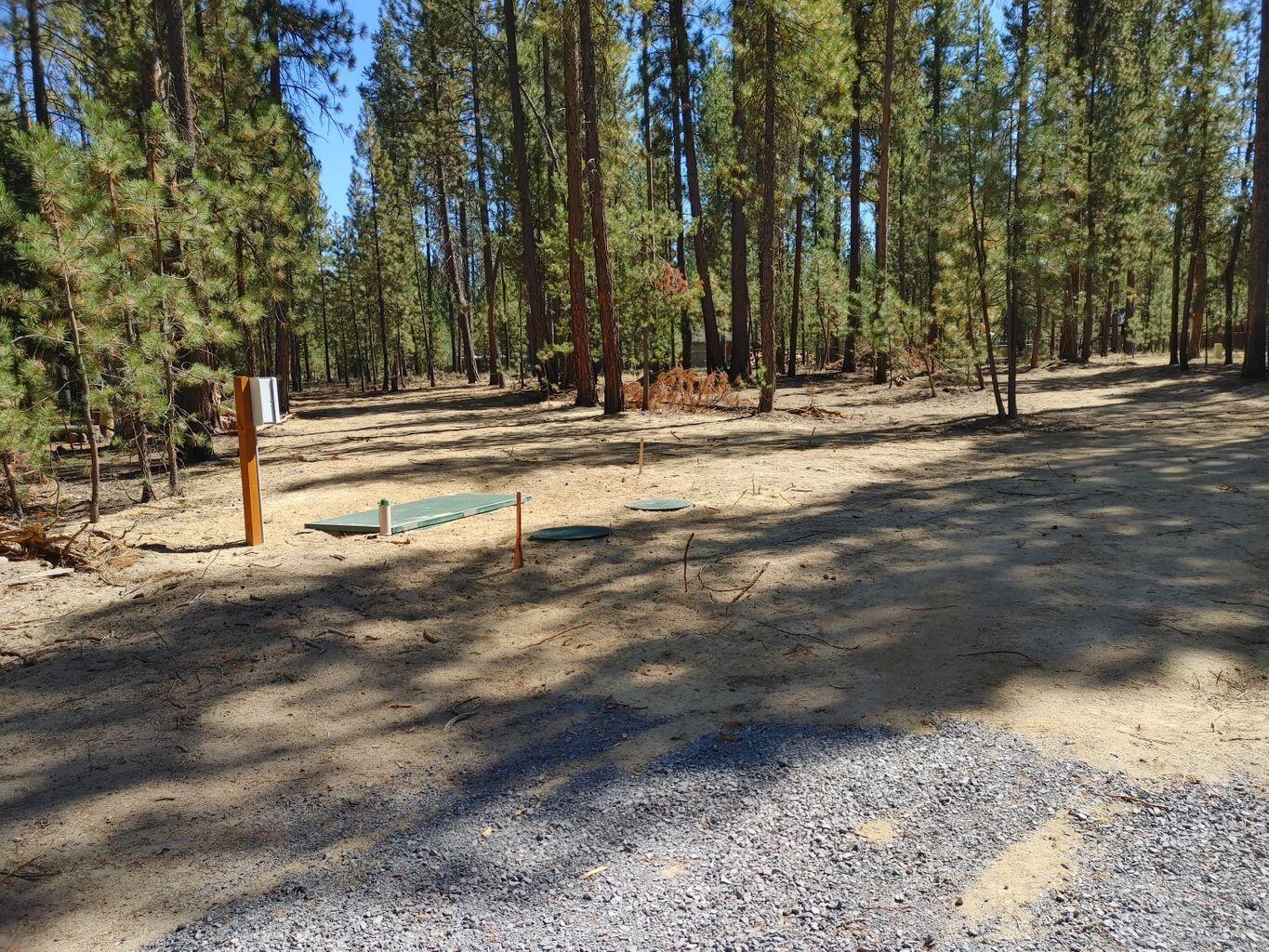 Ponderosa Pines - Land