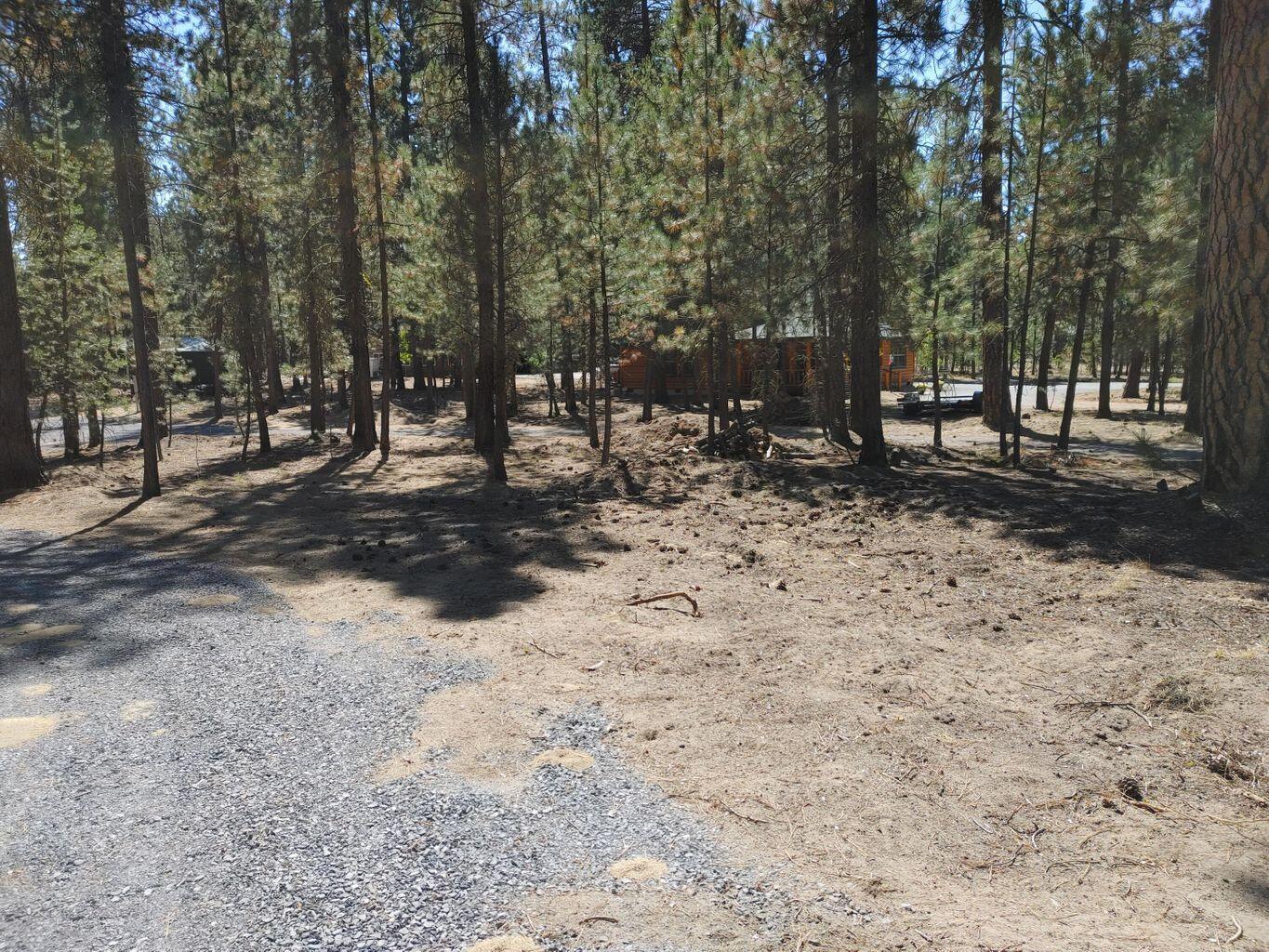 Ponderosa Pines - Land