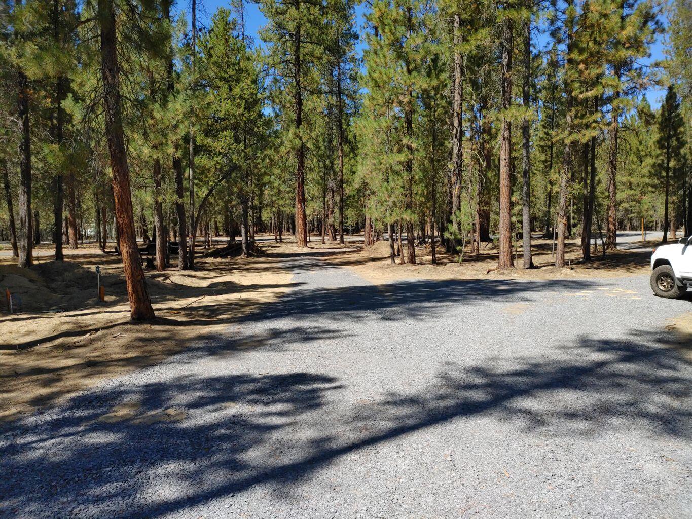 Ponderosa Pines - Land