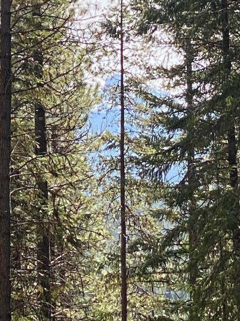 Diamond Peaks - Land