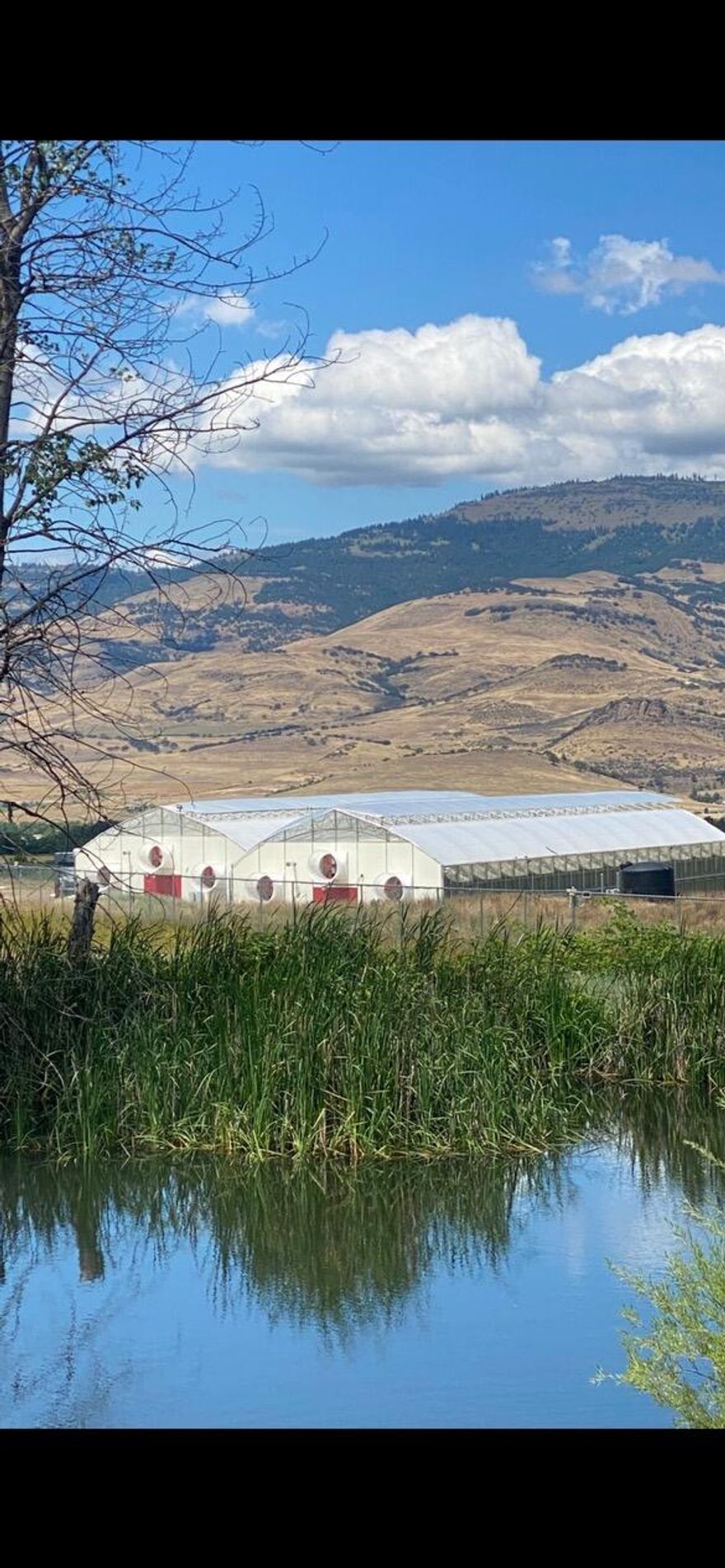 Premier 36-Acre Cannabis Cultivation & Distribution Property - Ashland, Oregon.
Rare opportunity to own a state-of-the-art Tier II cannabis cultivation & distribution facility on 36 acres near Emigrant Lake. This turnkey operation offers both scale & efficiency, featuring: Indoor Facility: 10,000 sq.ft. hydroponic grow, fully automated fertigation system capable of watering 3,200 plants in 30 minutes. Recently upgraded with 200 new 1,000-watt LED lights. Pre-wired for 3-phase power. Outdoor Grow: 20,000 sq.ft. setup with 500-plant capacity, also fully automated and plug-and-play ready.
Storage & Infrastructure: 53' refrigerated unit for fresh frozen/cold storage, 4,120 sq.ft. barn & stg-bldgs. Human-detection infrared camera & alarm system provide full security. Residence: 2021 built, the 3-bed, 2-bath, 1,458 sq.ft. home includes a steel roof w/ lifetime warranty. Water Rights: Clayton Creek, Dunn & Talent Irrigation water rights included-an invaluable asset for long-term Success