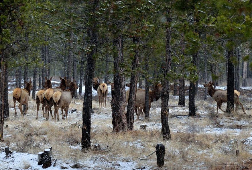 Room between neighbors, privacy, quality lots, flat build site, this vacant lot has it all. The homesite has been approved for an ATT sand filter septic system-approved in October 2018. The lot is marked well, so you can envision your perfect home in the beautiful Pinewood Country Estates neighborhood. Over 15 acres to call your own. Attractive CC&R's to protect your property value. Conveniently located close to Bend, Sunriver Resort, Mt. Bachelor and high lakes for all your Central OR outdoor living needs. If skiing, biking, fishing, boating, camping, rafting, hiking, horseback riding, wake boarding, water skiing, warm summer days and snowy winter nights are your thing, this is the place for you!