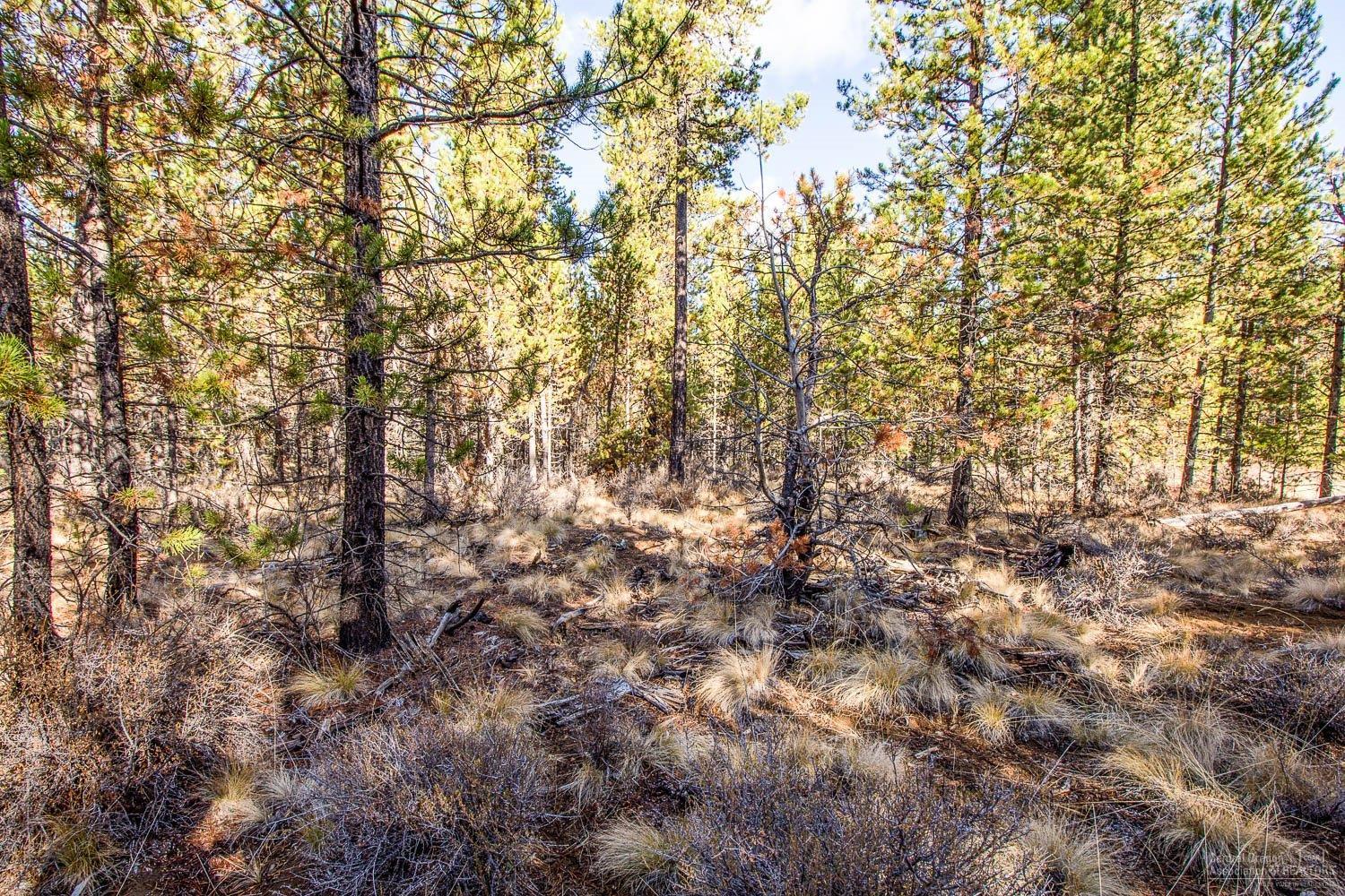 Pinewood Country Est - Land