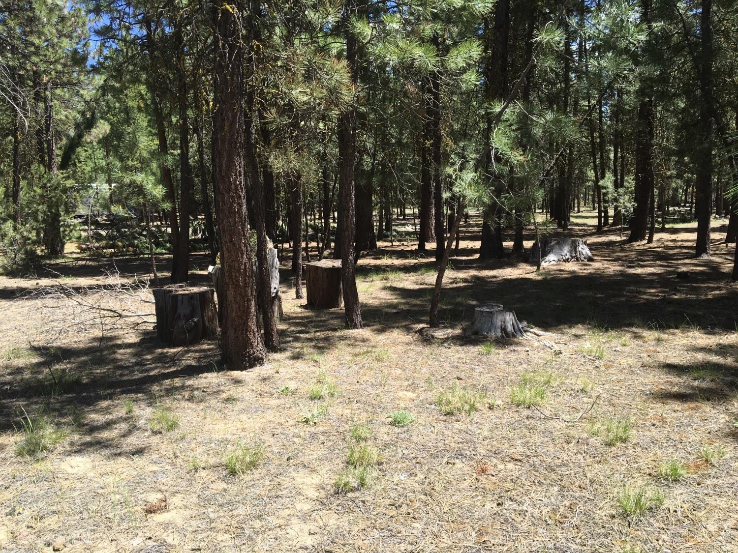 Ponderosa Pines - Land