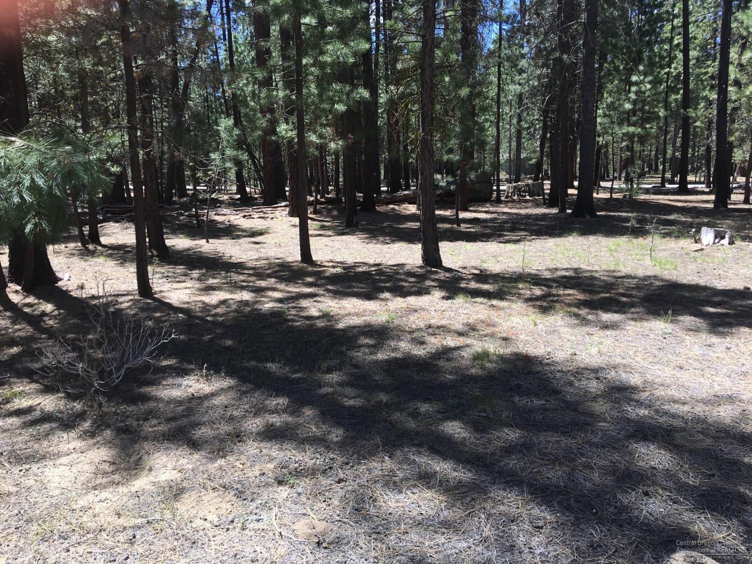 Ponderosa Pines - Land