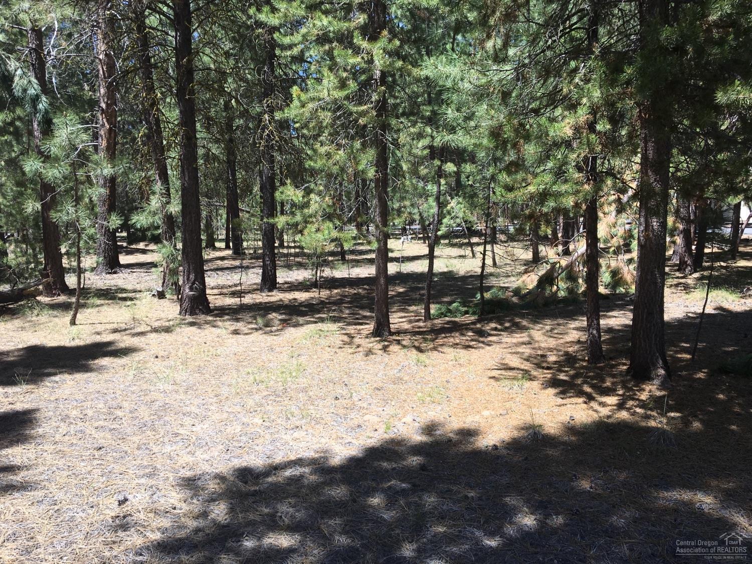 Ponderosa Pines - Land