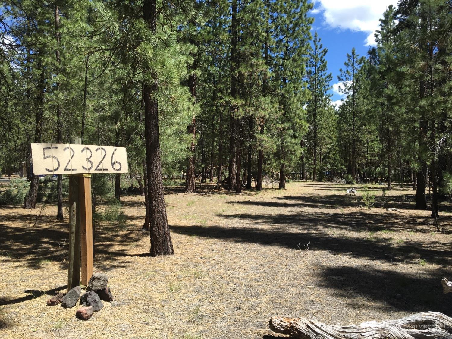 Ponderosa Pines - Land