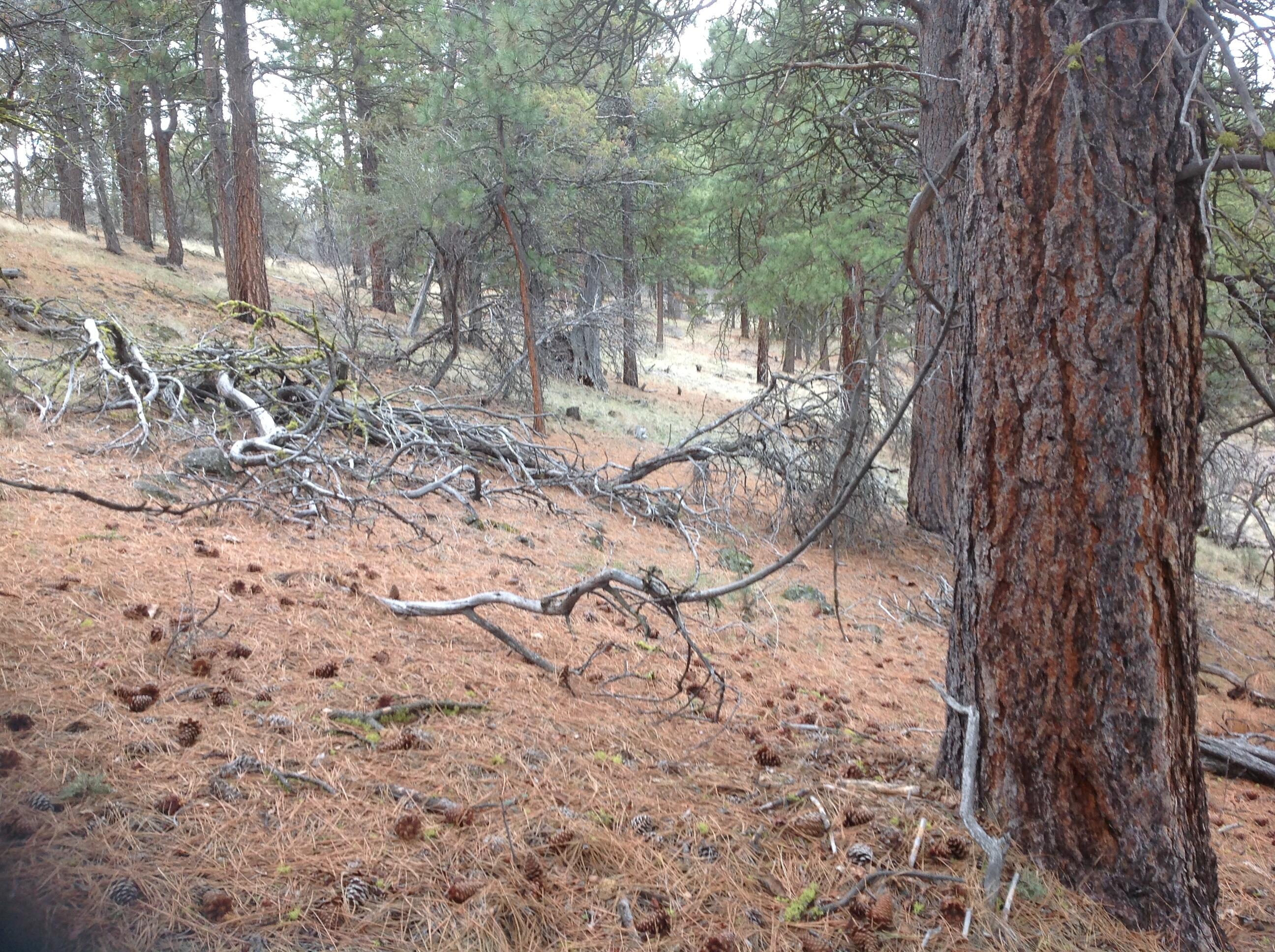 Klamath Falls Forest Estates Hwy 66 Unit Plat 4 - Land