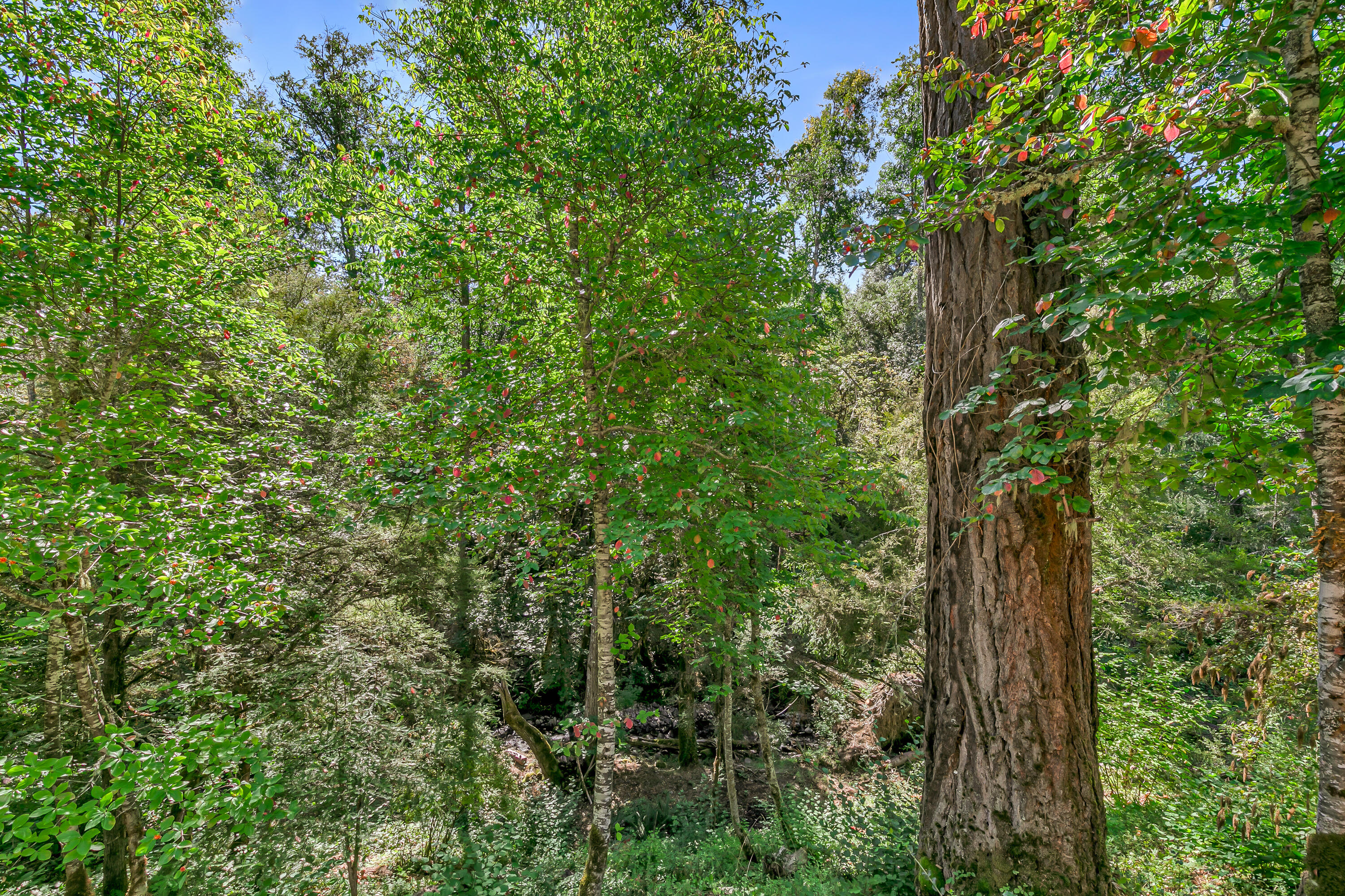 Williams Crossing - Residential