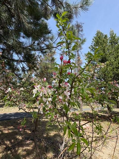 Tiny photo for 1406 Circle Bar Drive, La Pine, OR 97739 (MLS # 220215878)