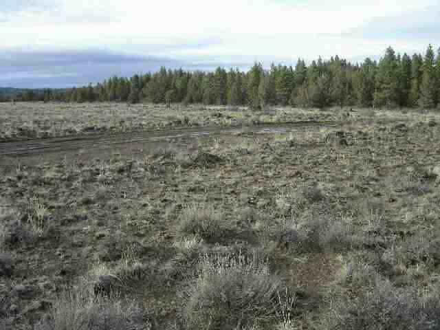 Oregon Pines - Land